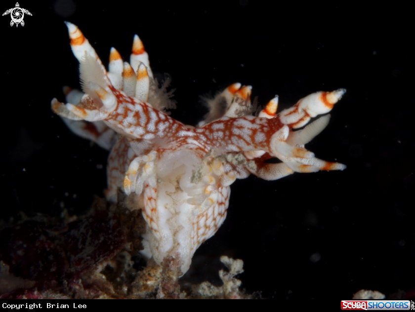 A Bornella Hermanni