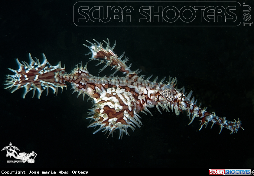 A Ornate pipe gost fish