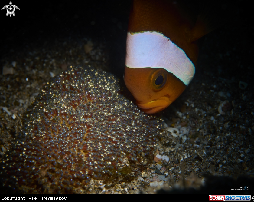 A Fish