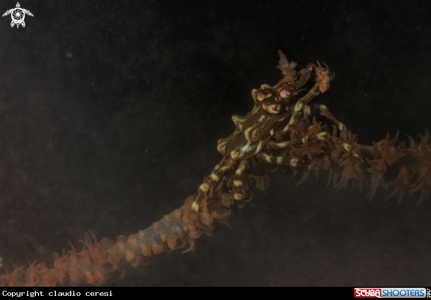 A xeno crab