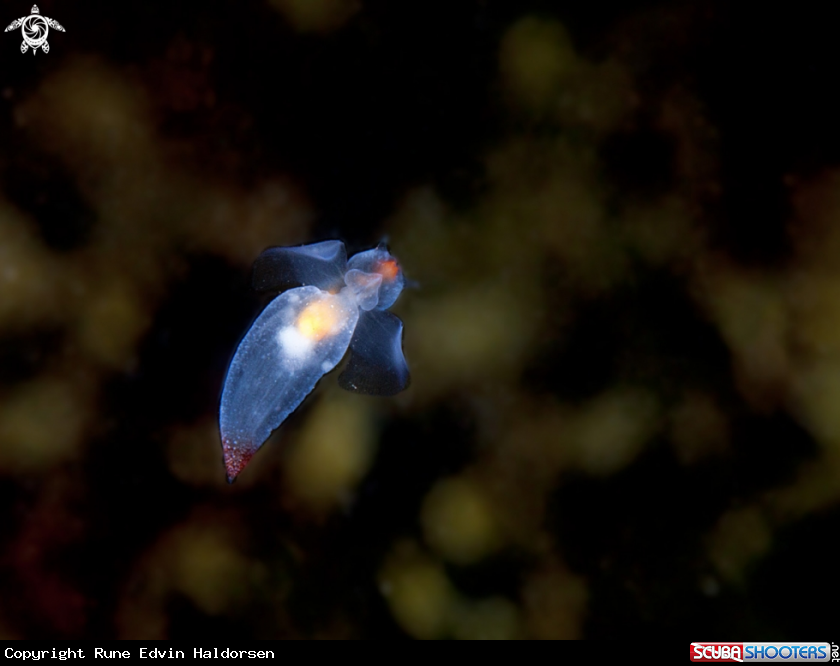 A Sea Angel