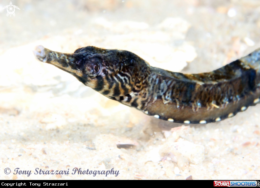 A Tiger Pipefish
