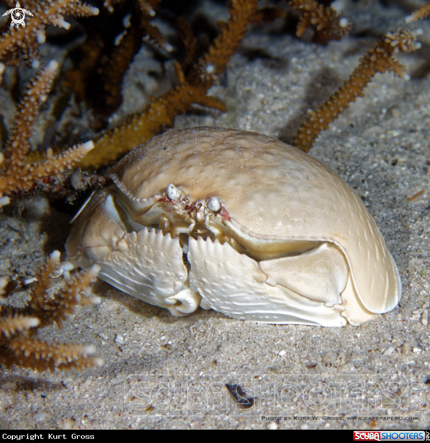 A Giant Box Crab