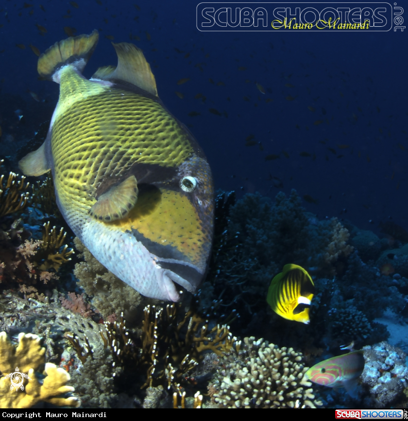 A Giant triggerfish & company