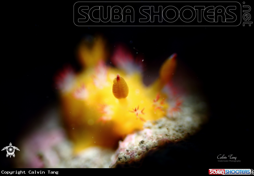 A Nudibranch