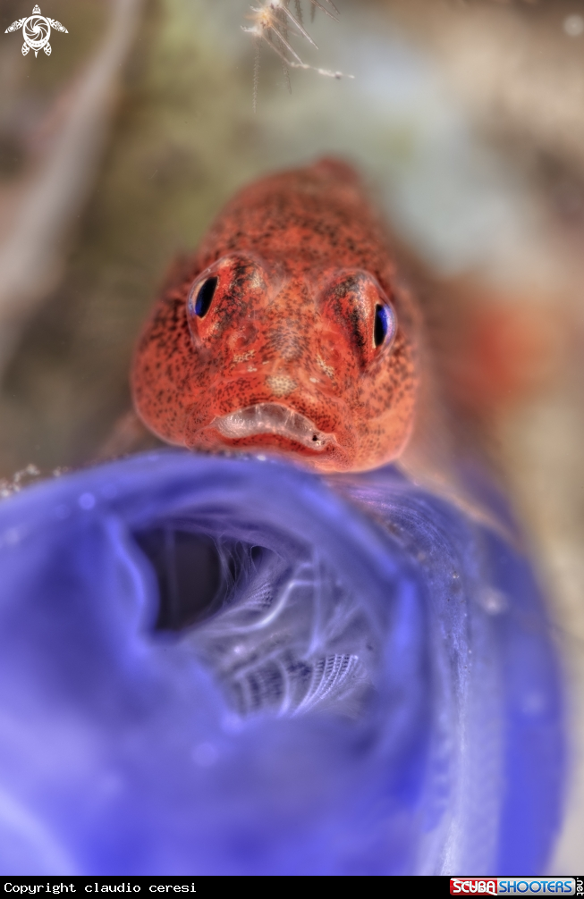A ghostgoby
