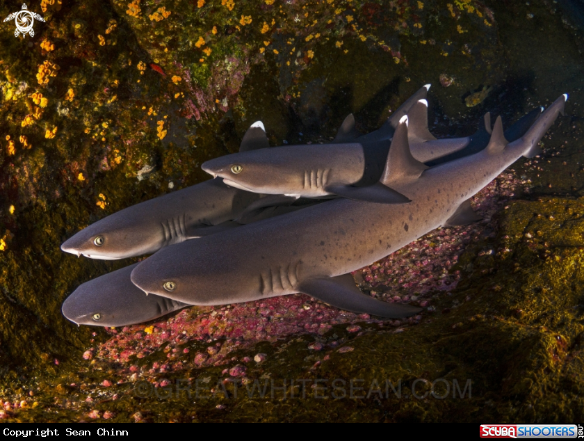 A Whitetip reef shark