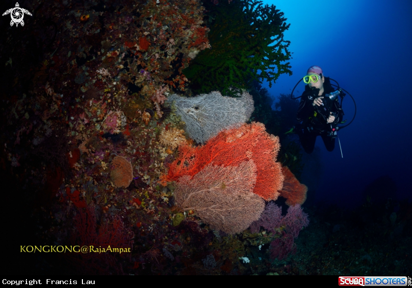 A GORGONIAN