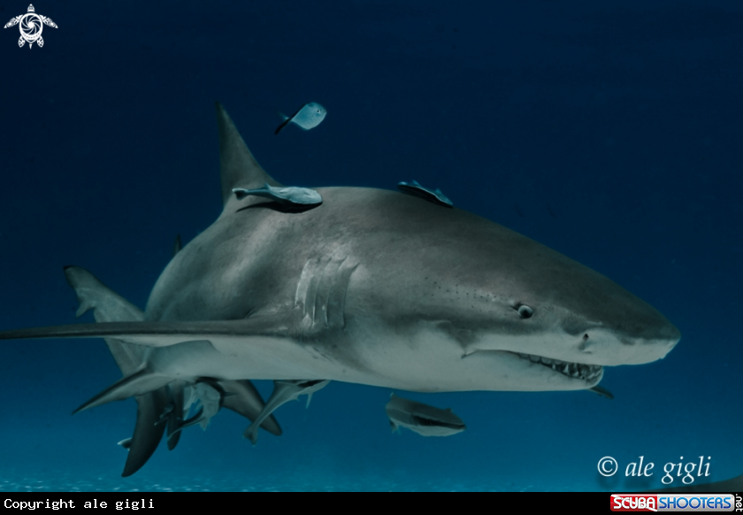 A LEMON SHARK