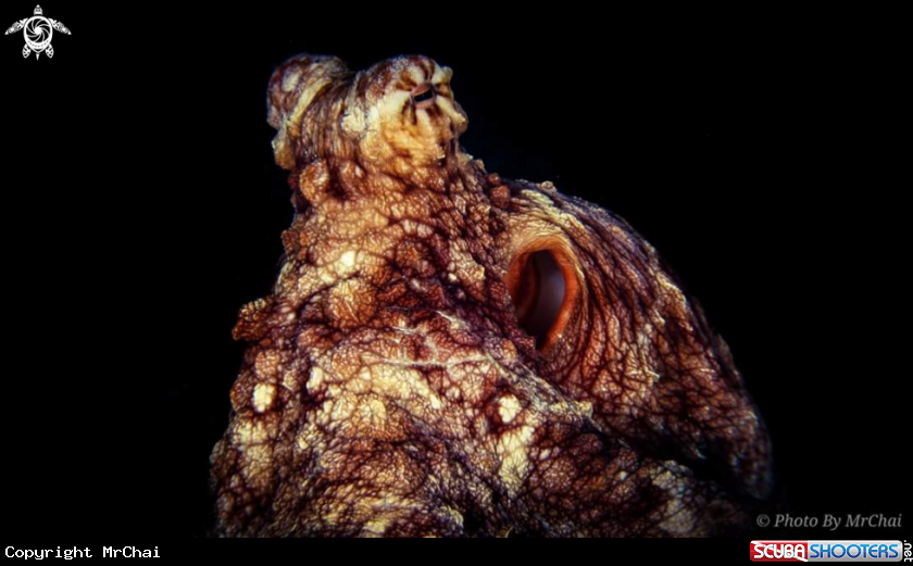 A octopus