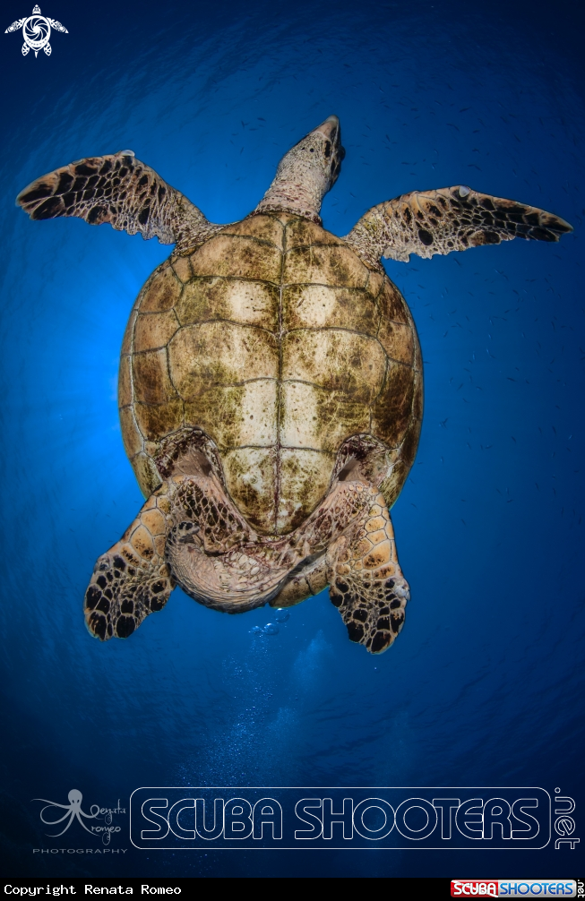 A hawksbill turtle