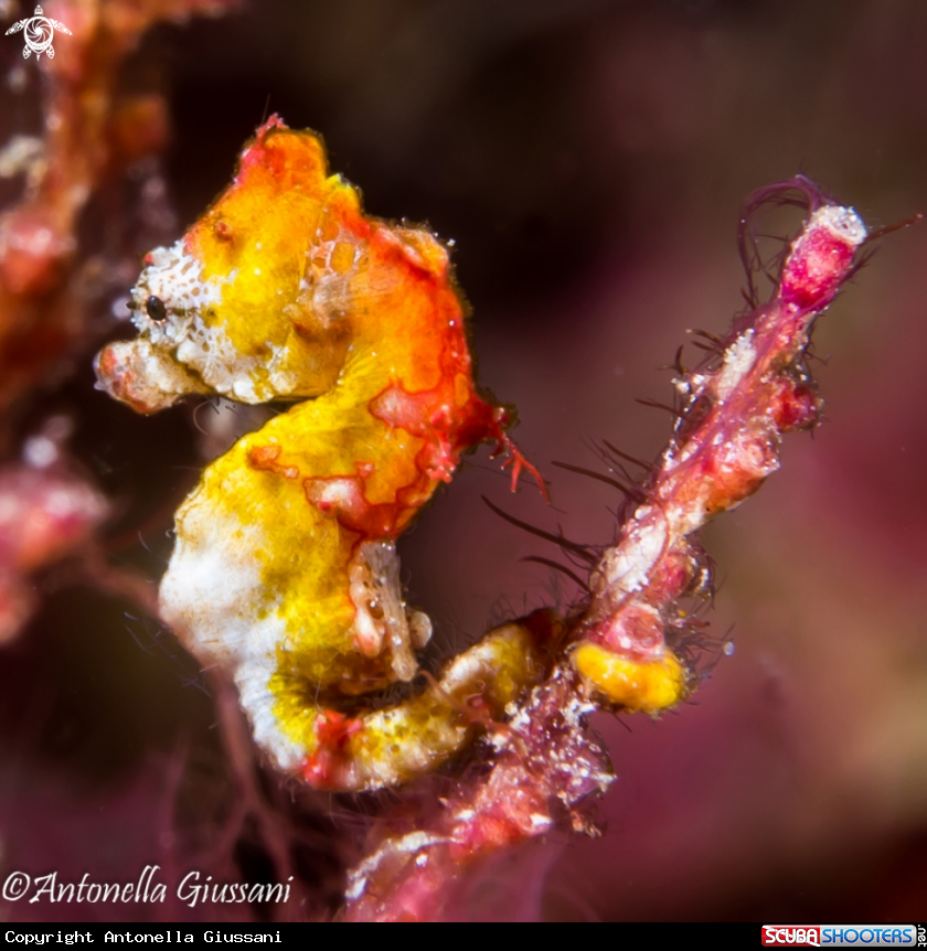 A Pygmy Seahorse