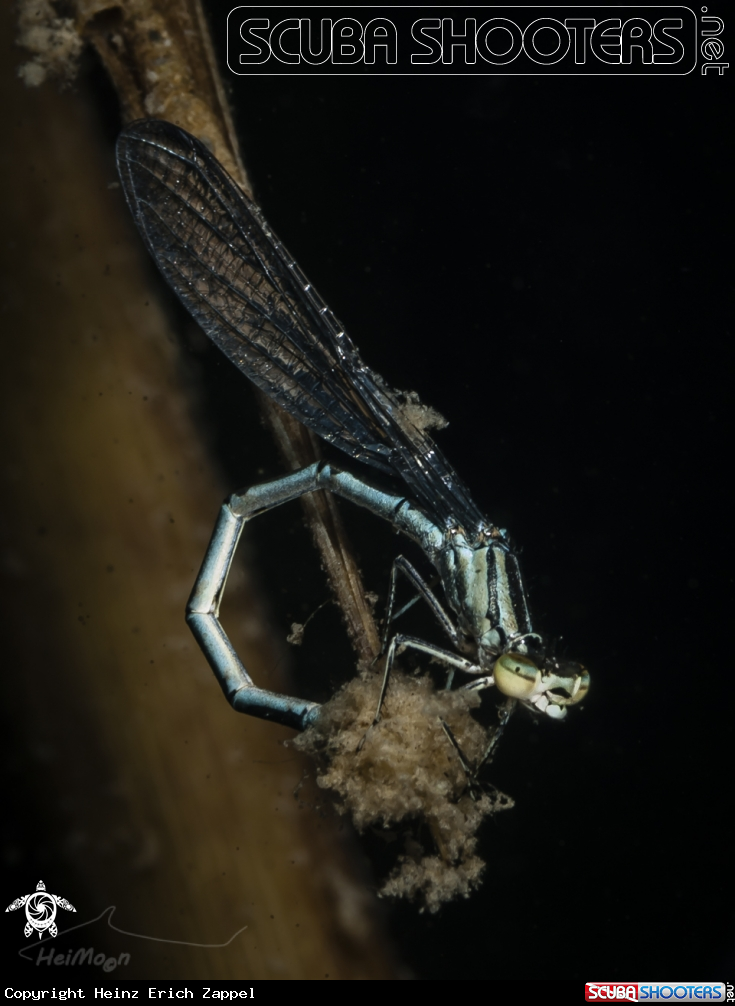 A Libelle bei der Eiablage