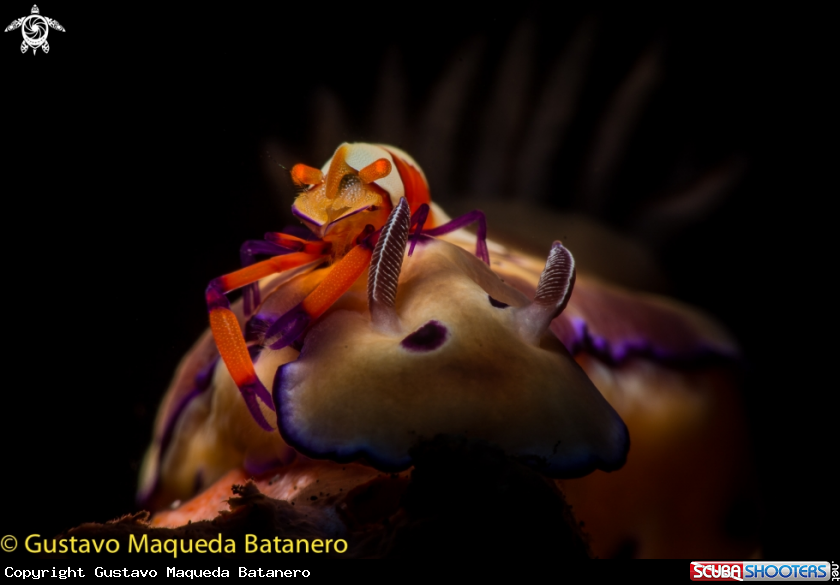 A Gamba Emperador y nudi