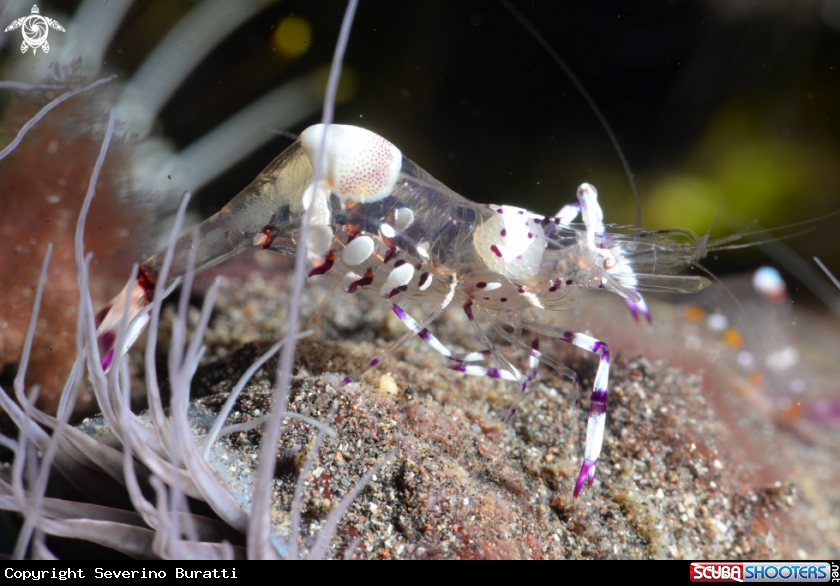 A Spotted cleaner shrimp