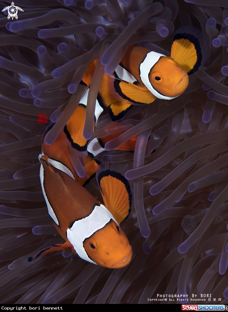 A Crownfish