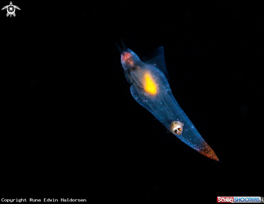 A Sea Angel