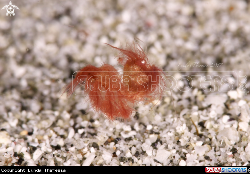 A Hairy/Algae Shrimp