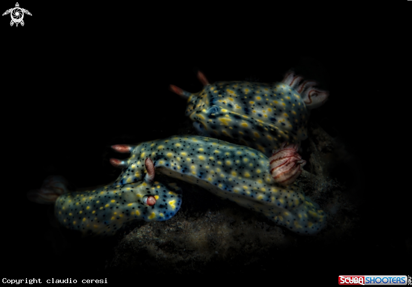 A Hypselodoris Kanga Rudman 