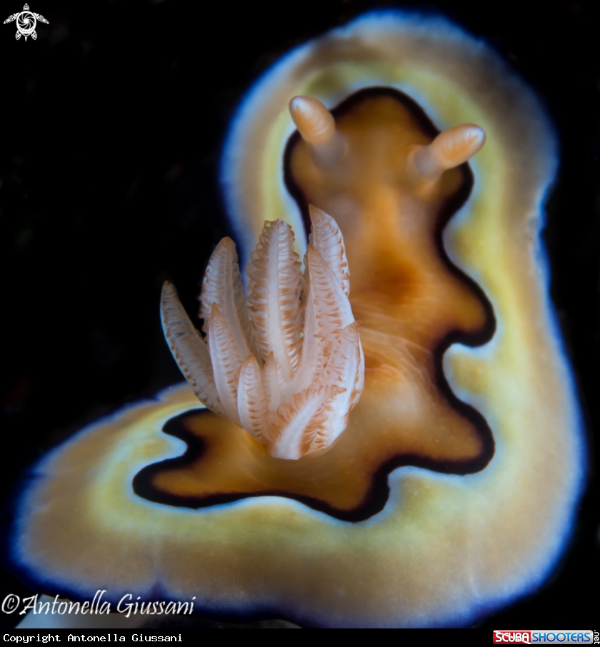 A Nudibranch