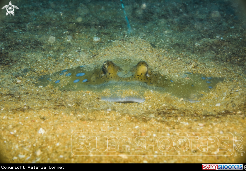 A Blue spotted stingray