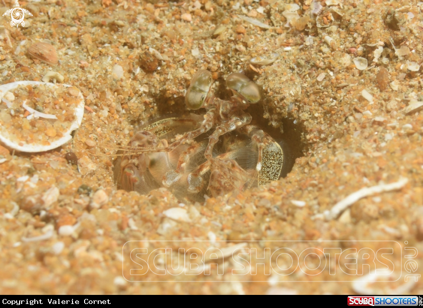 A Mantis shrimp