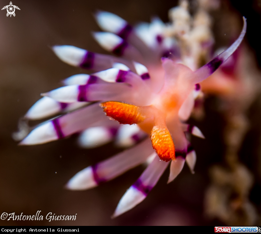 A Flabellina