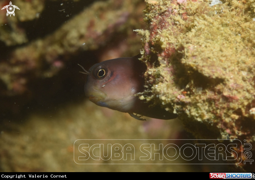 A Blenny