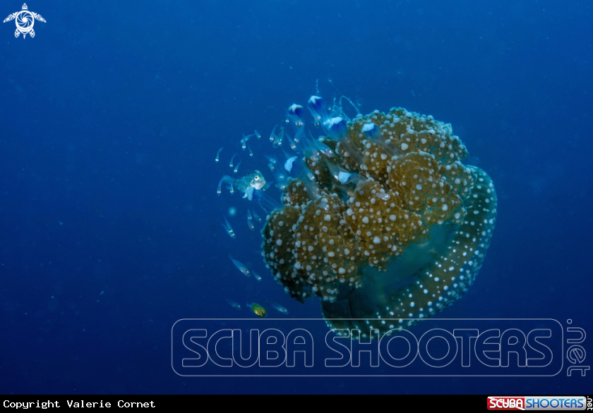 A Jellyfish