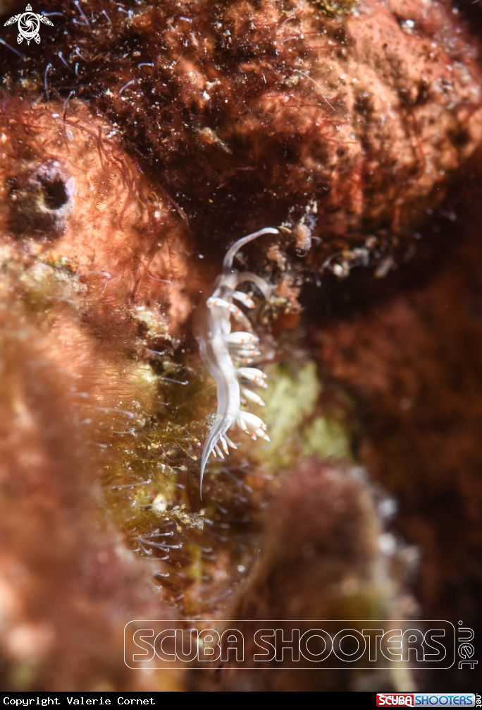 A Nudibranch