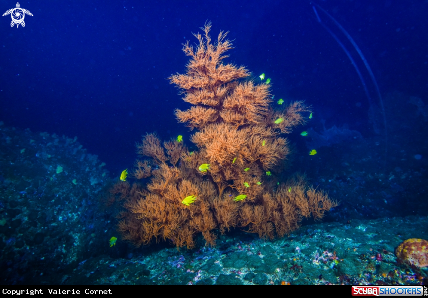 A Fan Coral