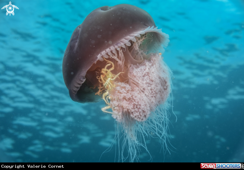 A Jellyfish