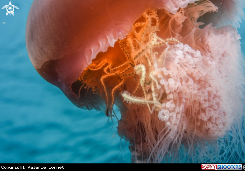 A Jellyfish
