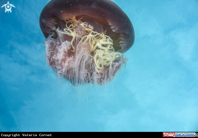 A Jellyfish