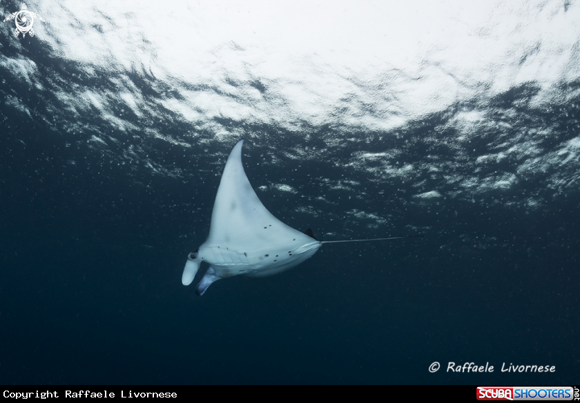 A Manta ray
