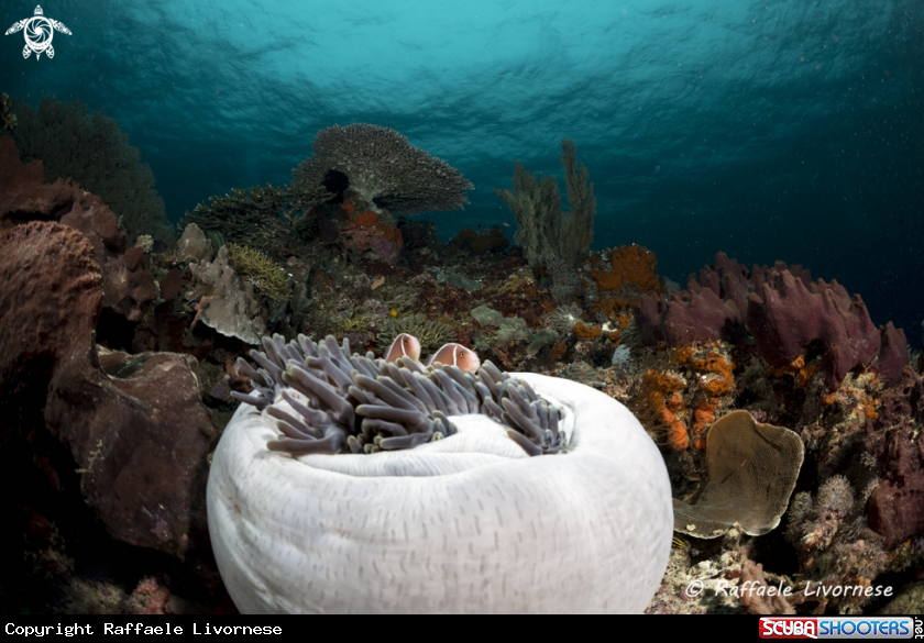 A Clownfish in the anemone