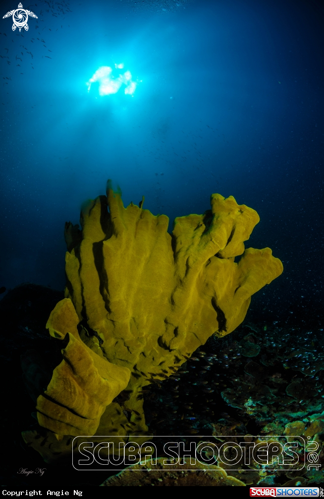 A Elephant Ear Soft Coral