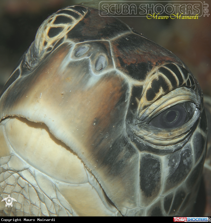 A Turtle eye