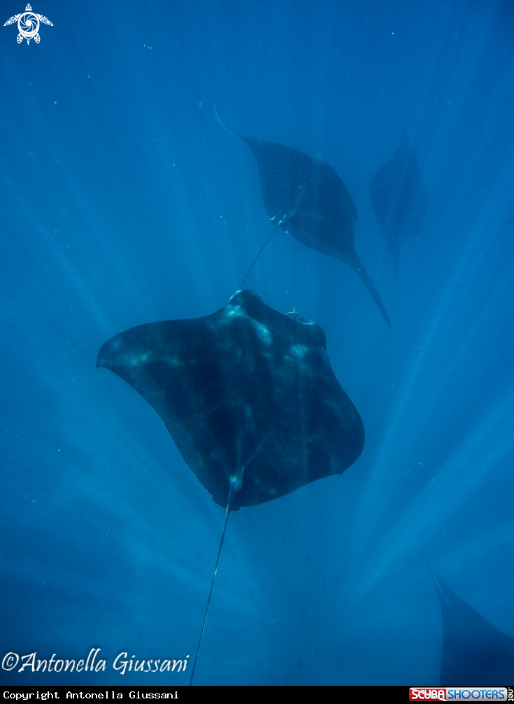A Manta Ray