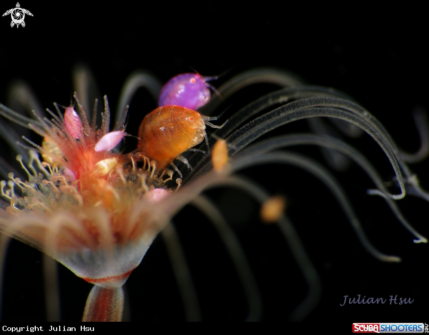 A Amphipods