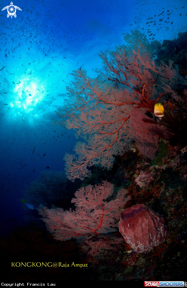 A SEA FAN