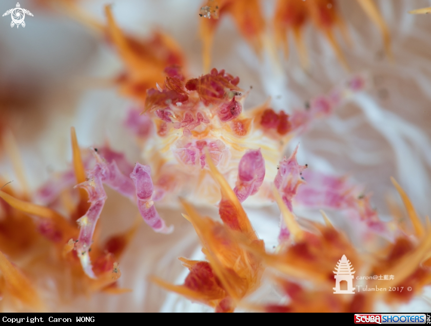 A Candy Crab
