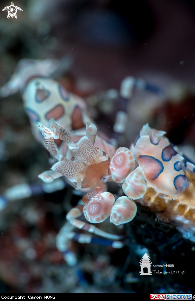 A Harlequin Shrimp