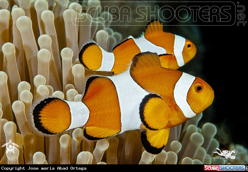 A Pez payaso  Clown fish