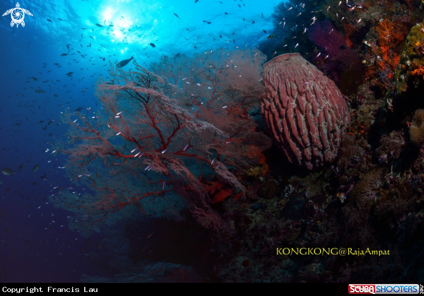 A Seafan
