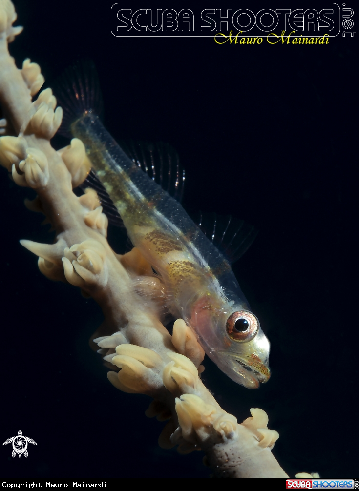 A Goby