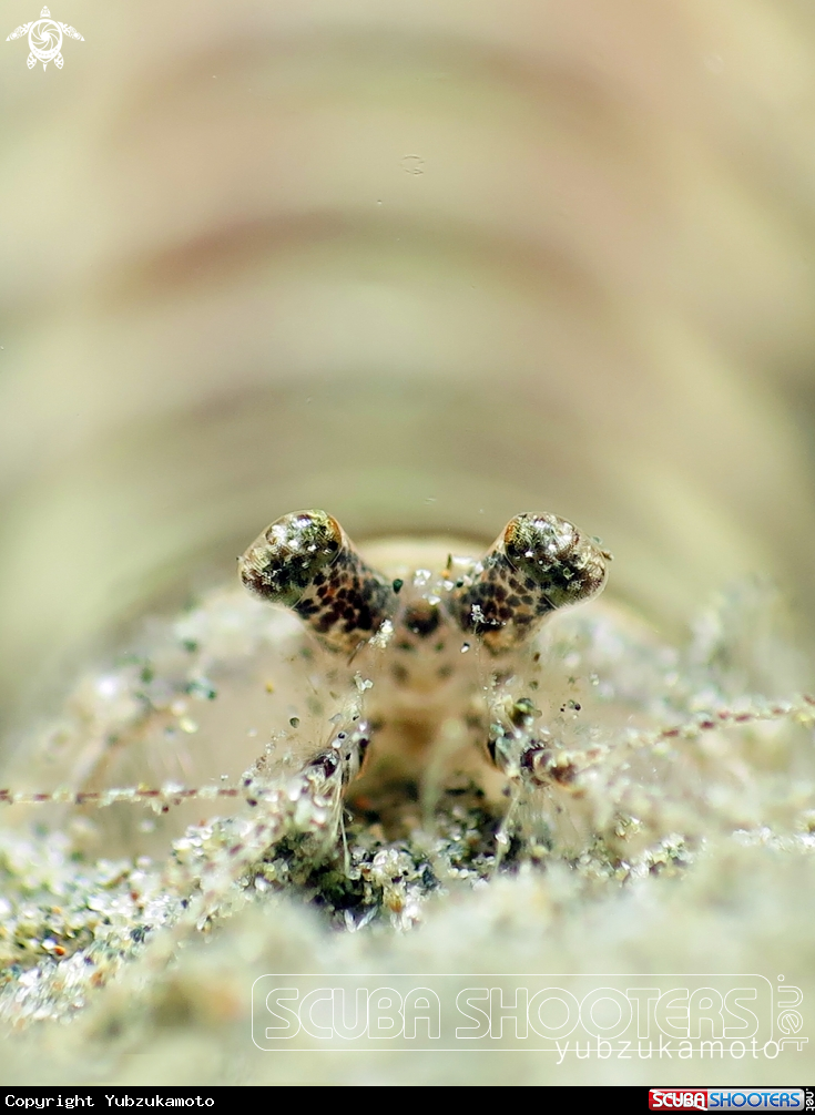 A manthis shrimp