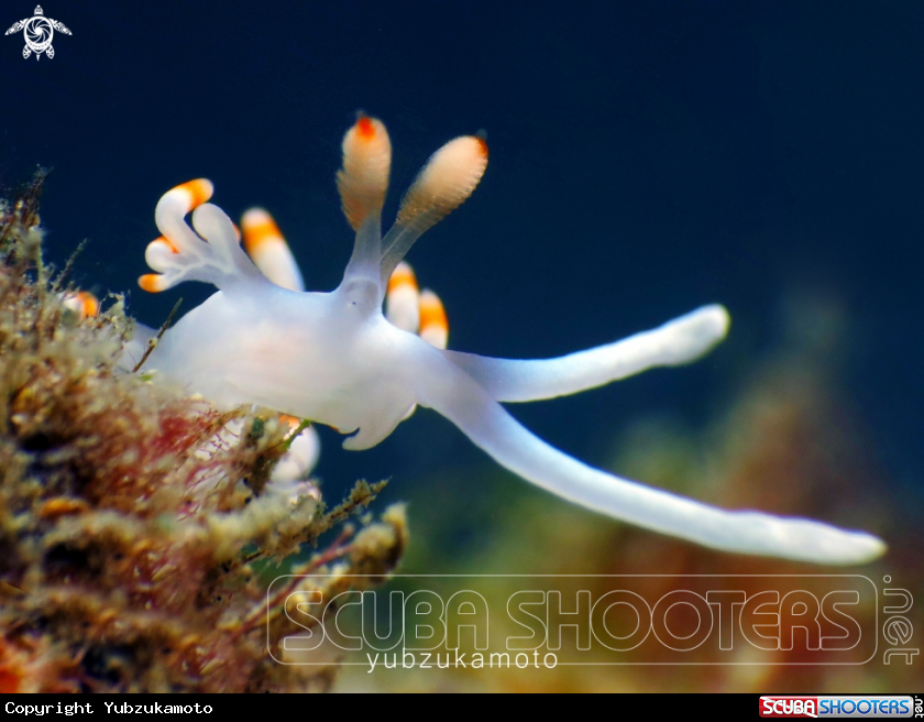 A Flabellina Bicolor