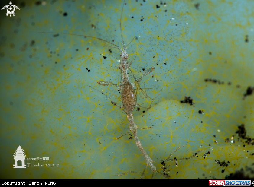 A Skeleton Shrimp