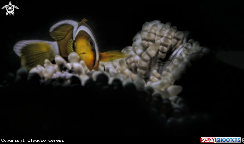 A clownfish